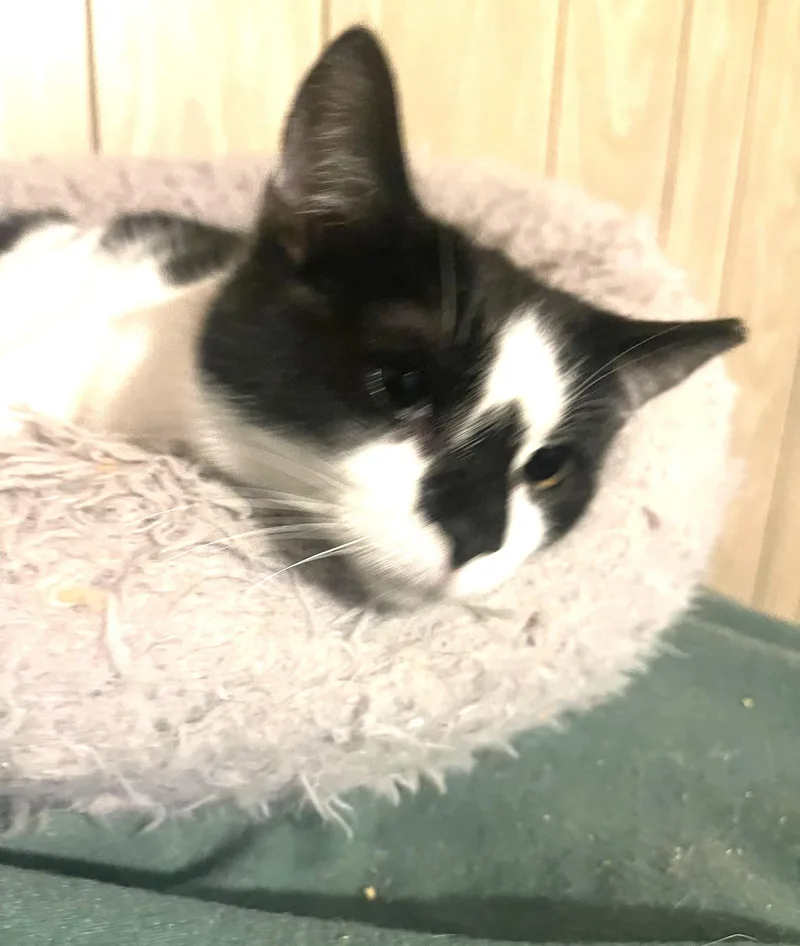 Diamond Bonded With Mouse thumbnail 4