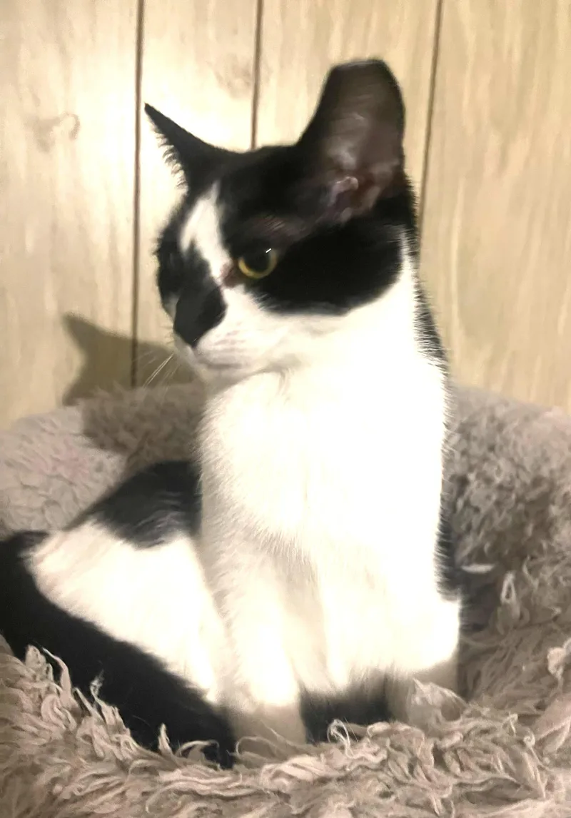 Diamond Bonded With Mouse thumbnail 5