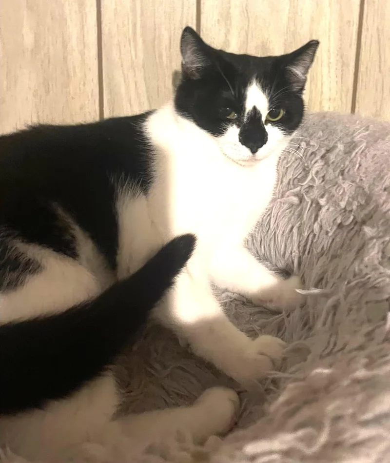 Diamond Bonded With Mouse thumbnail 6