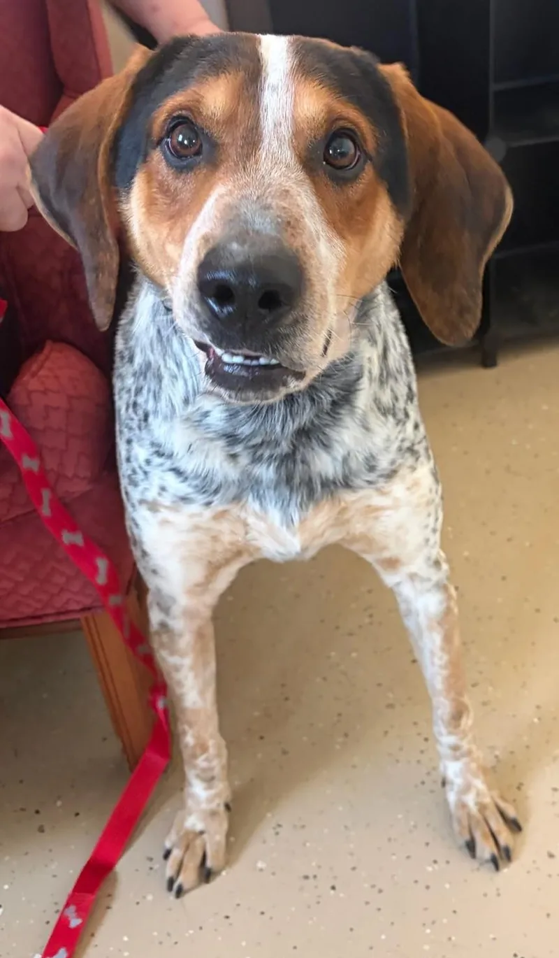 A young medium-sized male Gray / Blue / Silver Bluetick Coonhound dog named Blue for adoption in Mount Sterling, KY