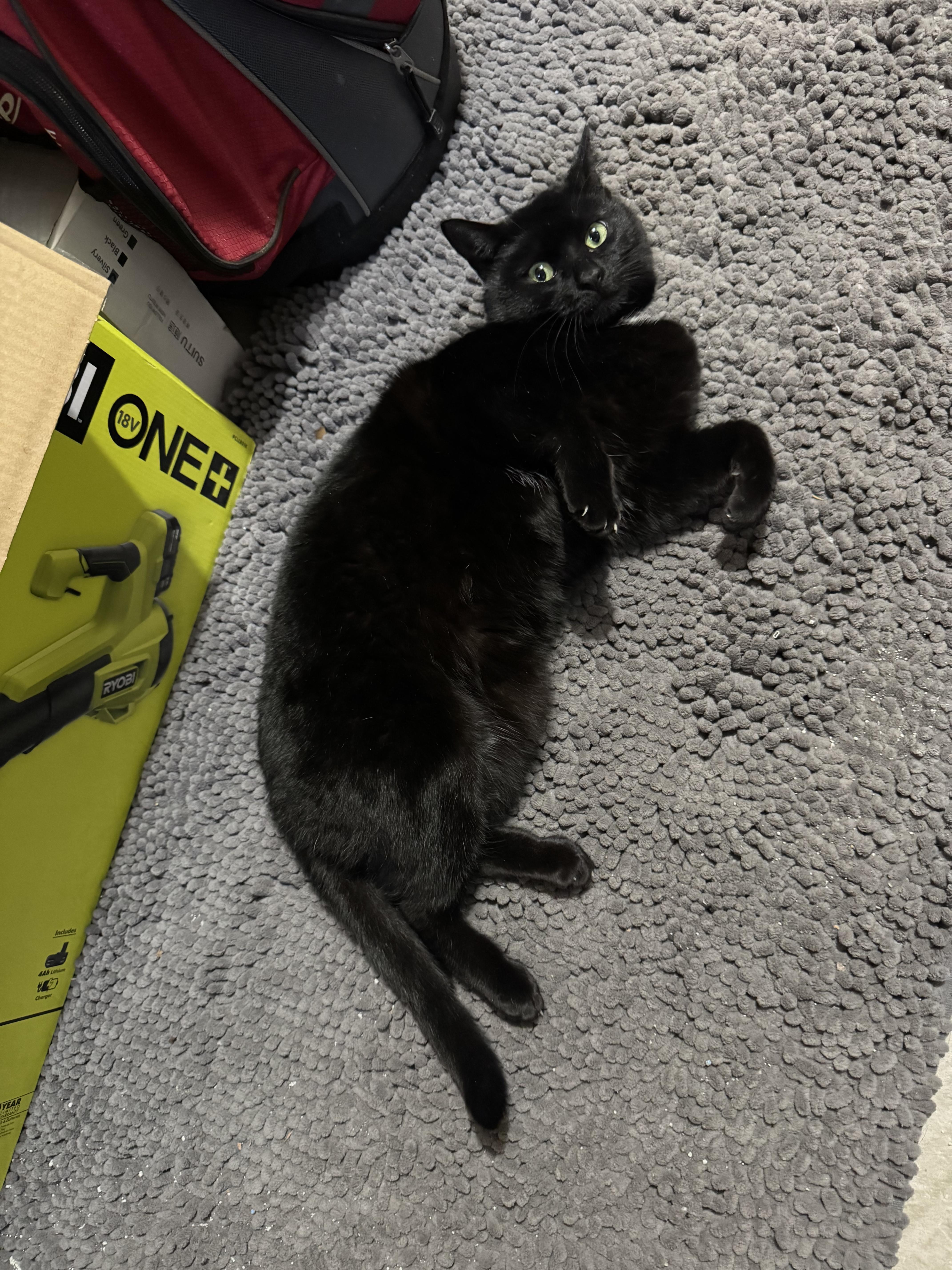 Meow Meow thumbnail 2