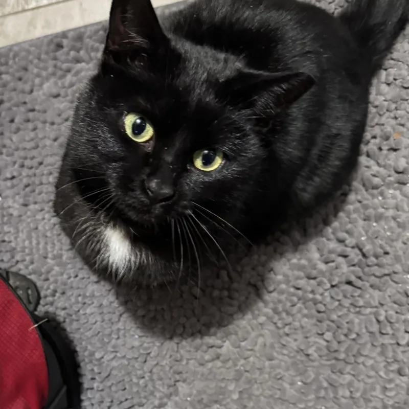 Meow Meow thumbnail 3