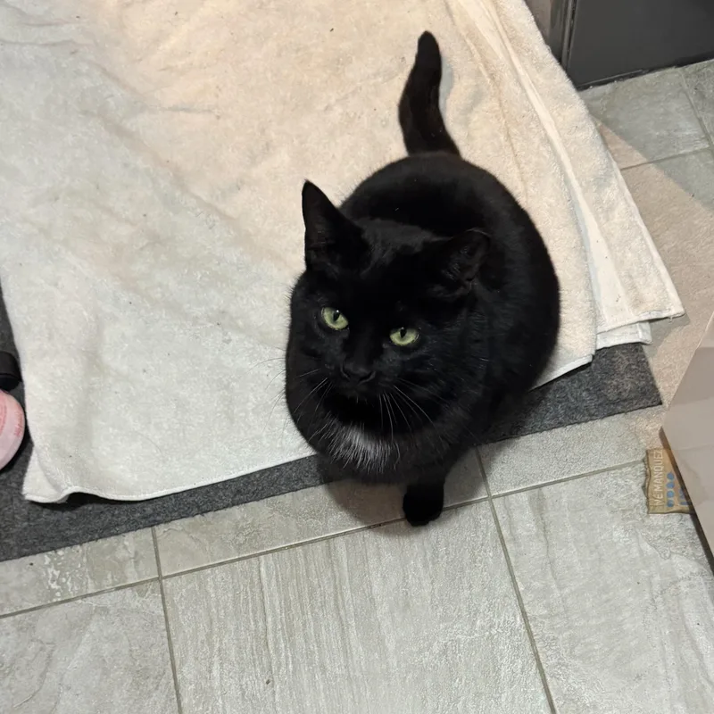 Meow Meow thumbnail 4