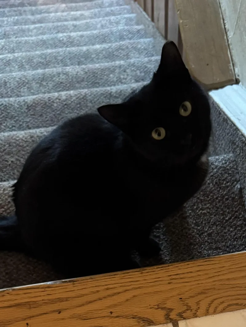 Meow Meow thumbnail 5