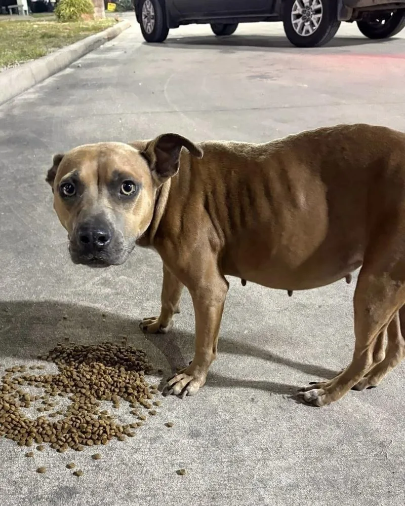 Peanut Brittle thumbnail 2