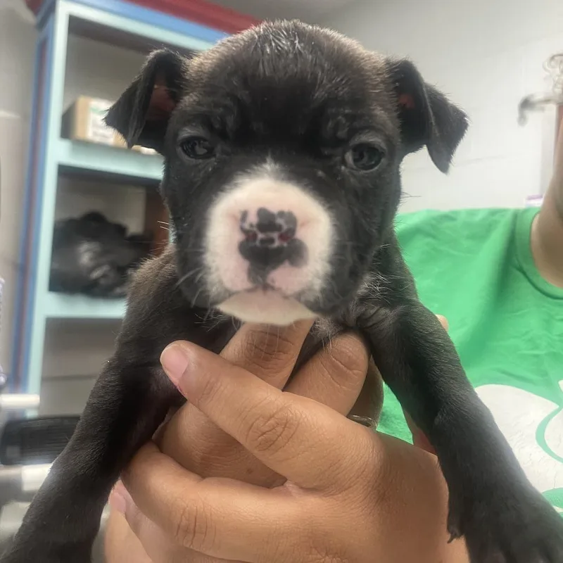 Triscuit thumbnail 2