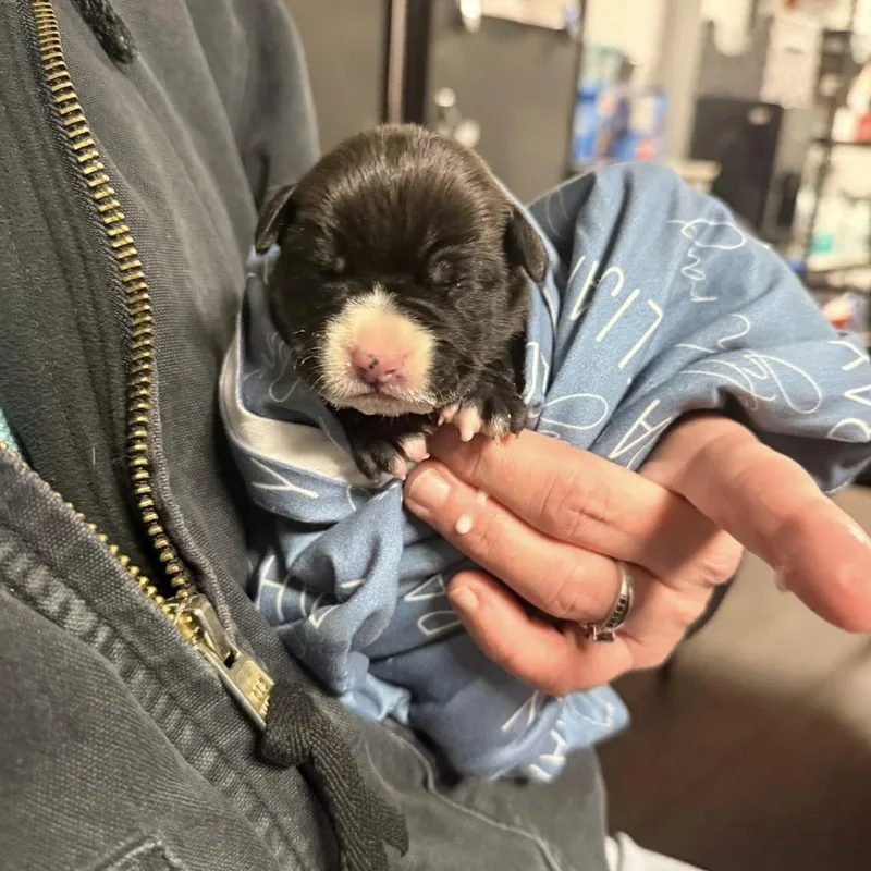 Triscuit thumbnail 3