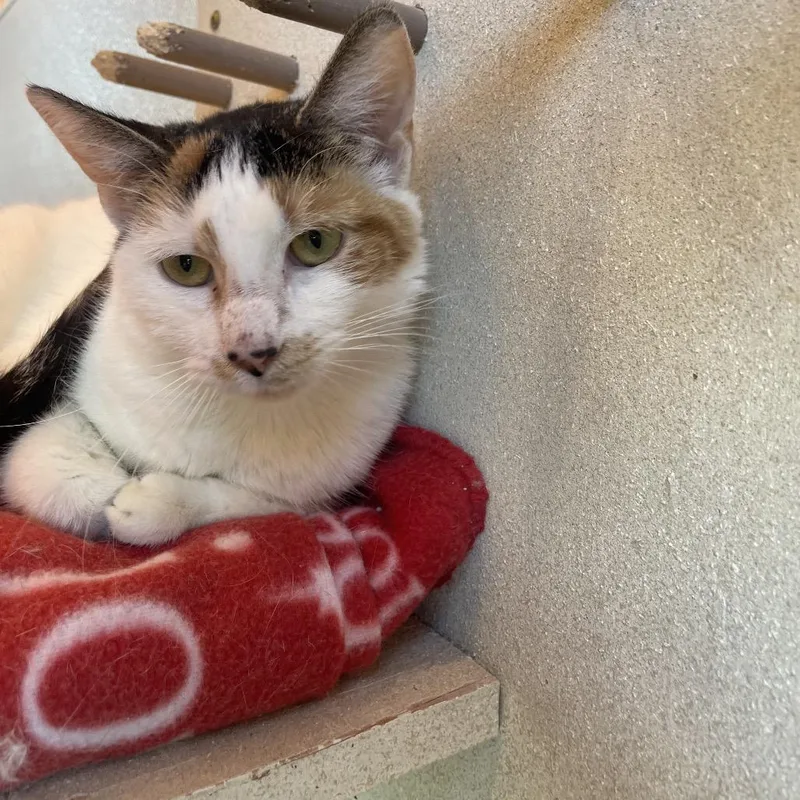 Precious thumbnail 2