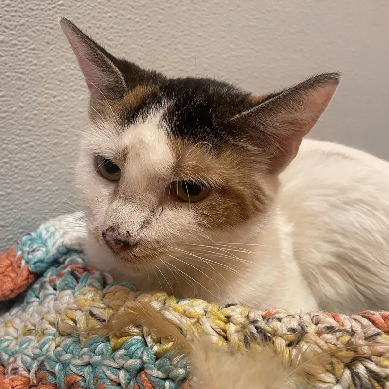 Precious thumbnail 3