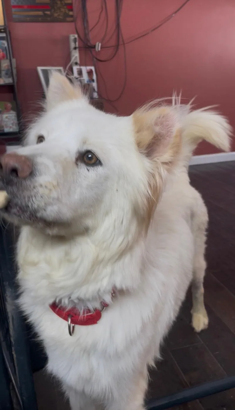 Princess thumbnail 3