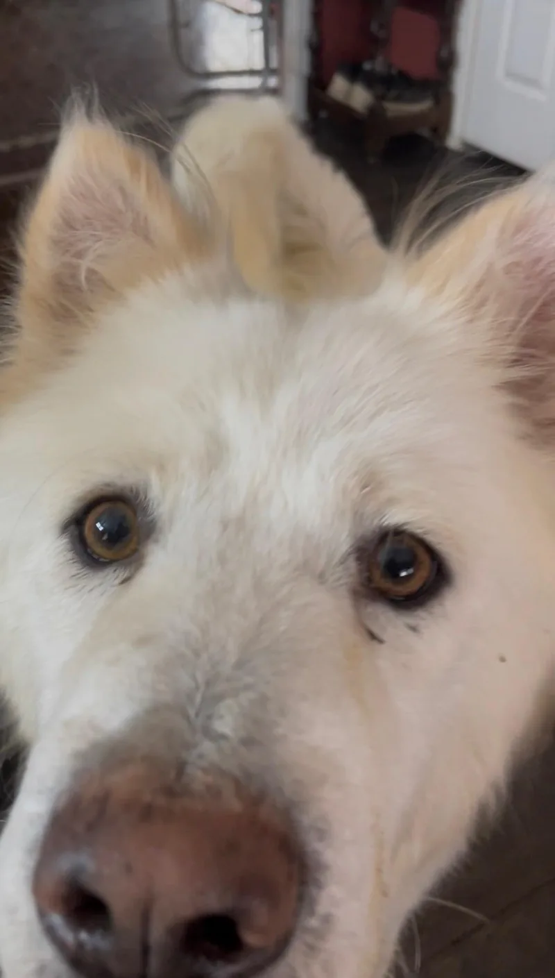 Princess thumbnail 4