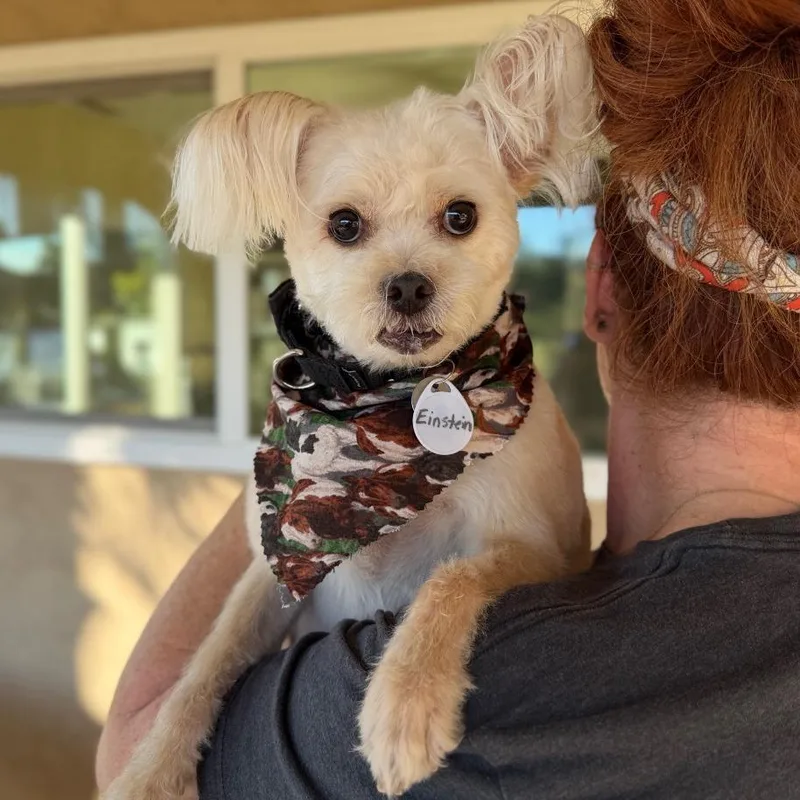 Einstein thumbnail 4