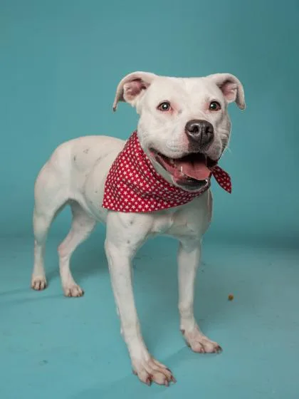 A young medium-sized female Mixed Breed dog named Birdy for adoption in Atlanta, GA