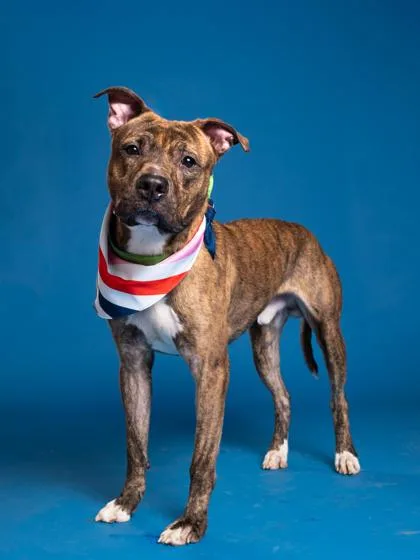 Geronimo thumbnail 3