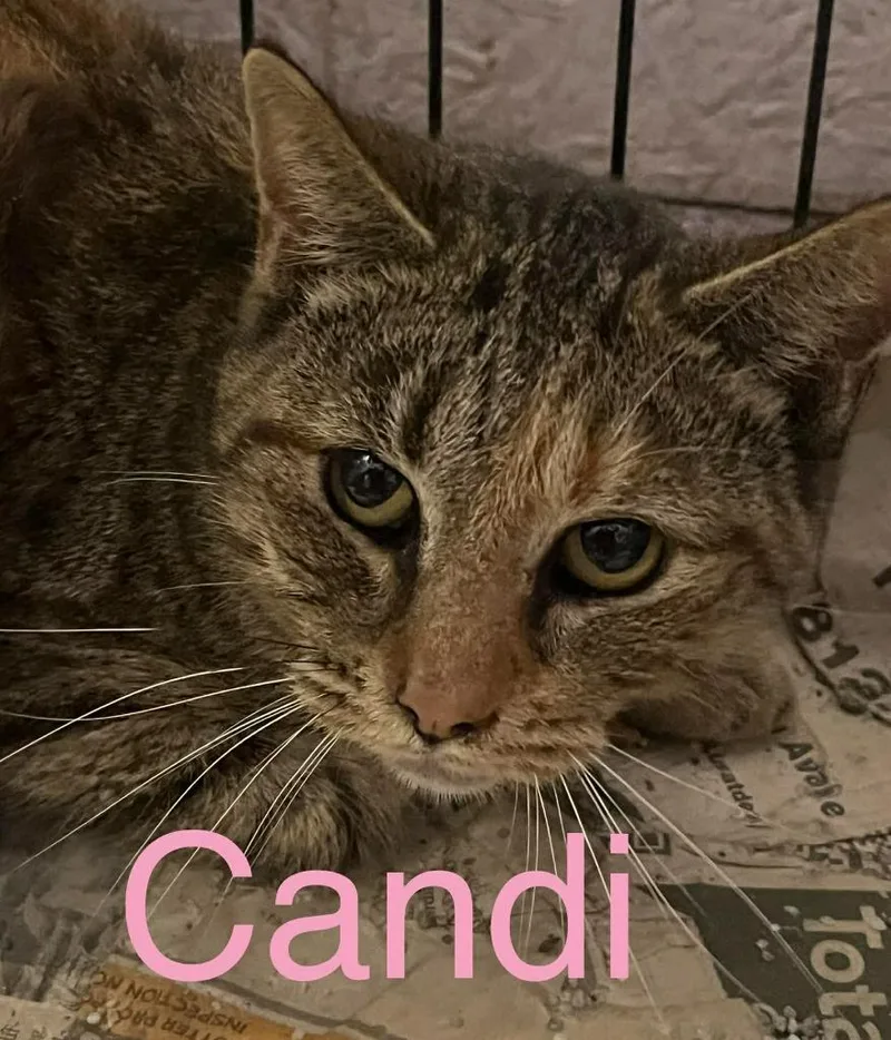 Candi