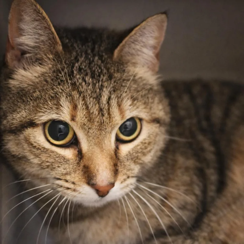 Miss Houston thumbnail 2