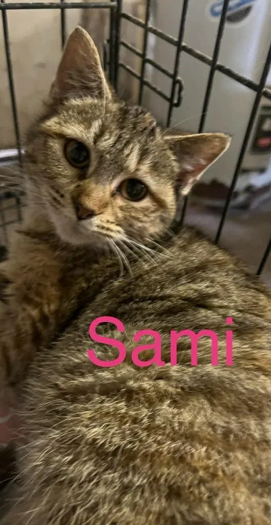 Sami