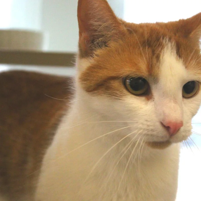 Marshmallow thumbnail 3