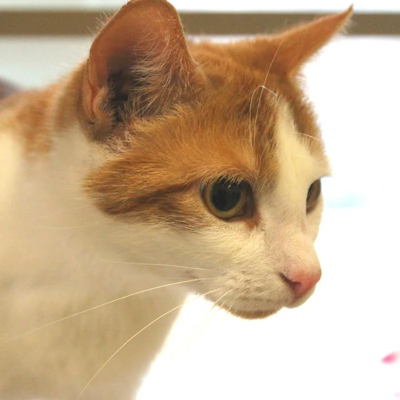 Marshmallow thumbnail 4