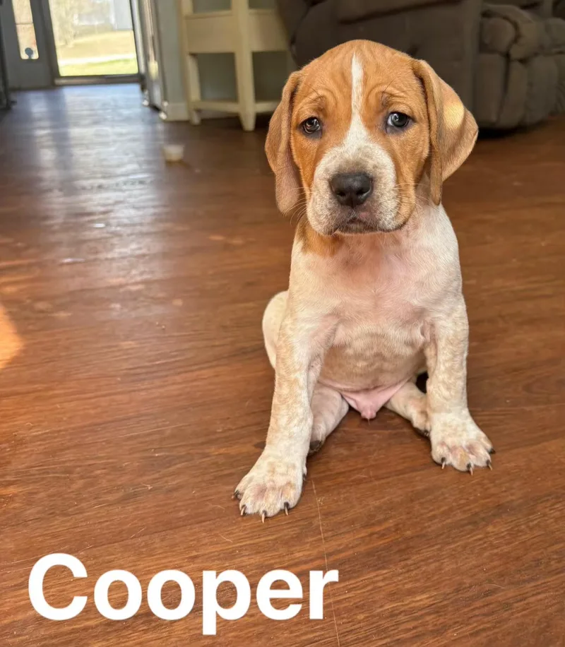Cooper