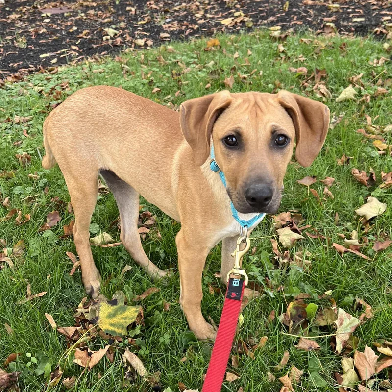 Scooby Doo Sunshine  thumbnail 2