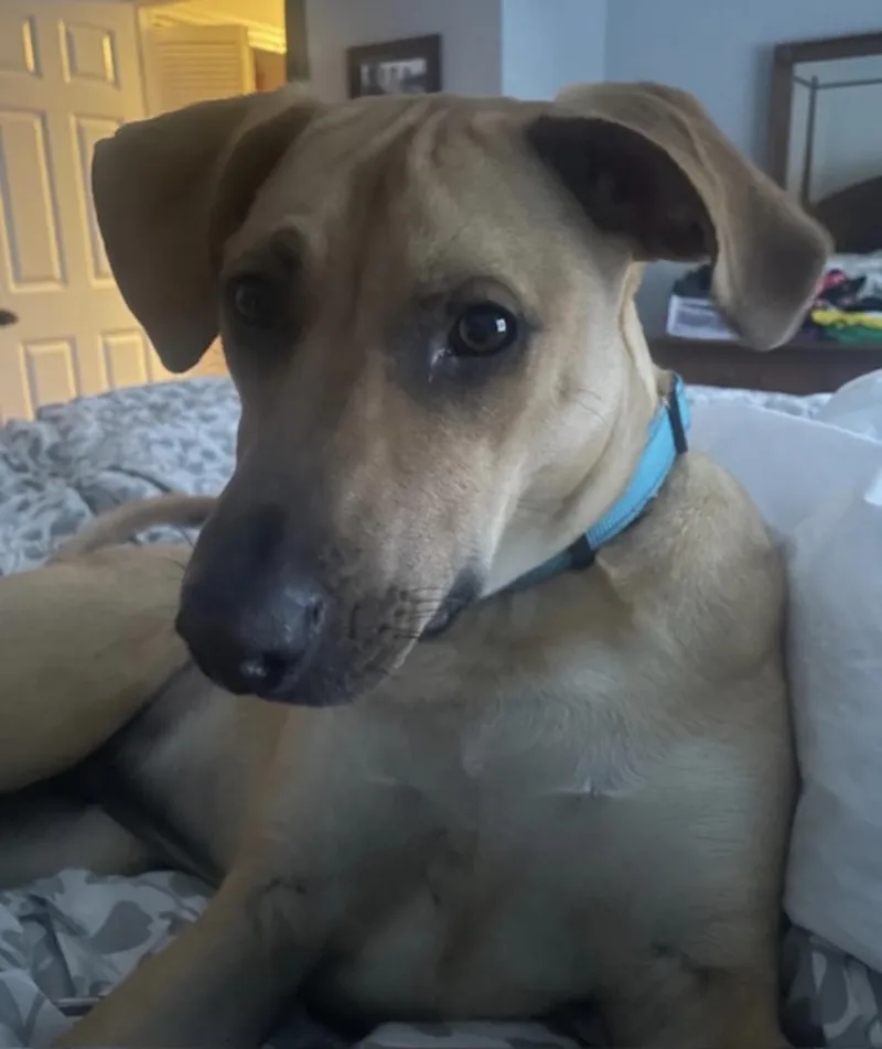 Scooby Doo Sunshine  thumbnail 3