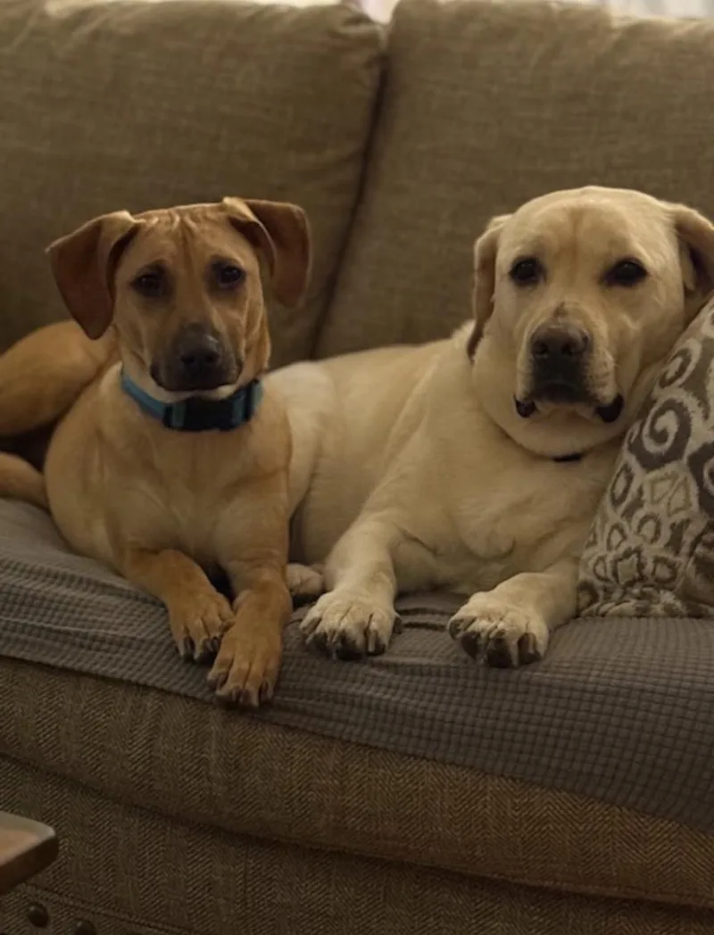 Scooby Doo Sunshine  thumbnail 4