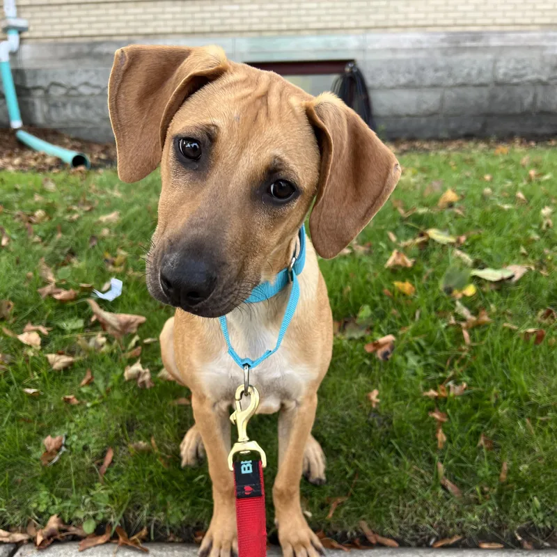 Scooby Doo Sunshine  thumbnail 5