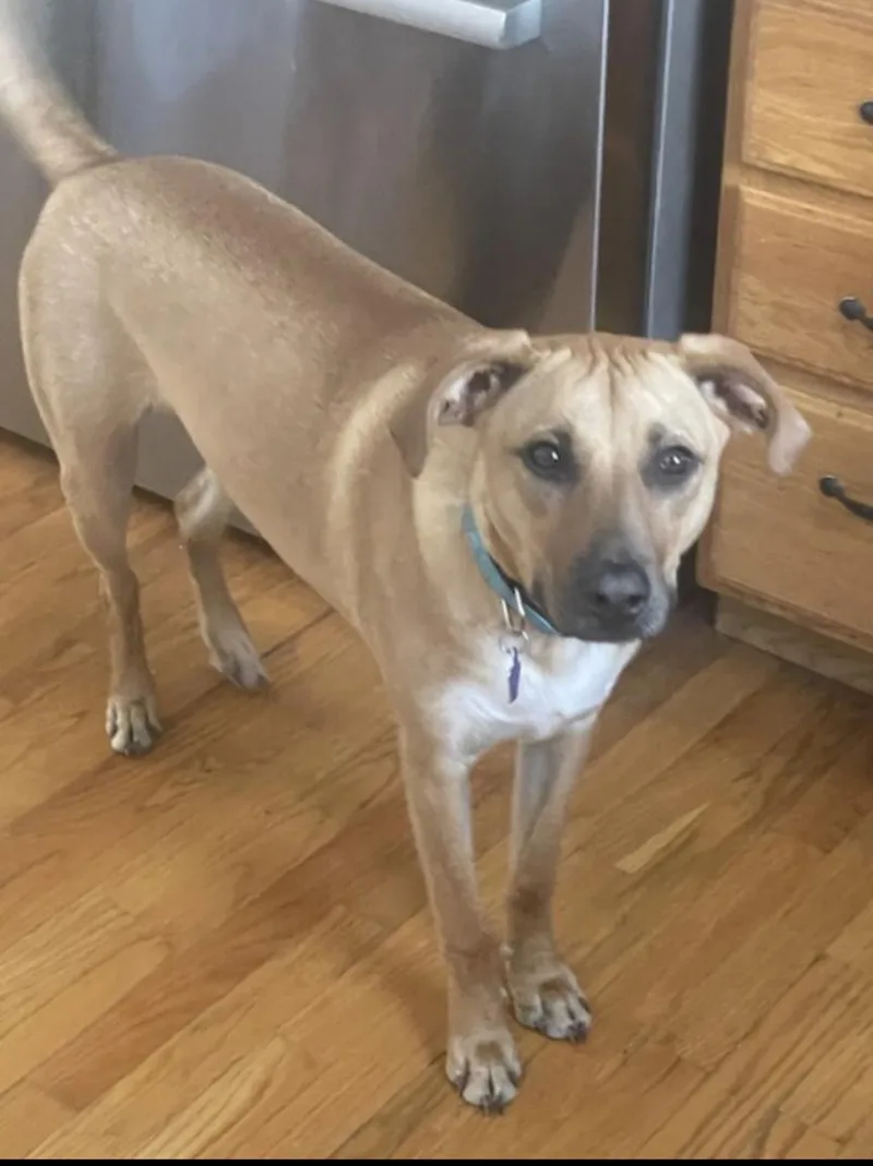 Scooby Doo Sunshine  thumbnail 6