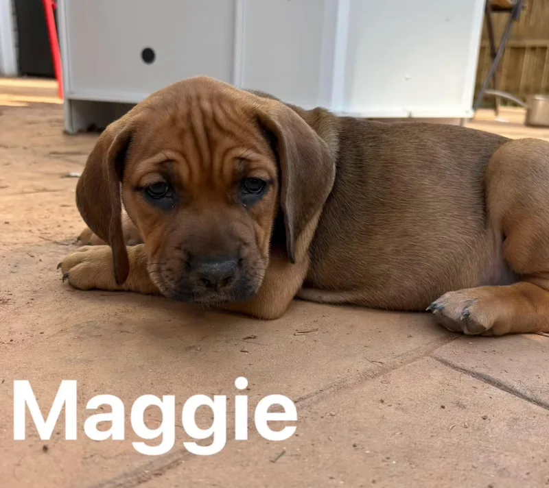 Maggie Pup