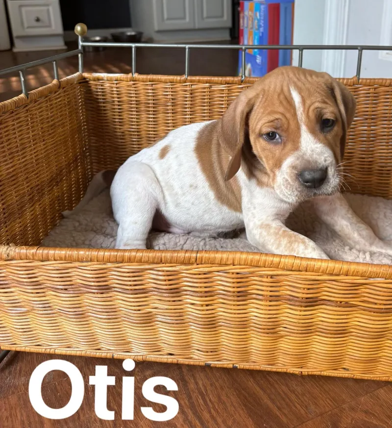Otis
