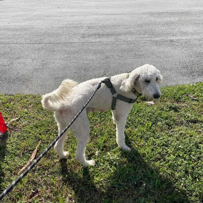 Nebula West thumbnail 4