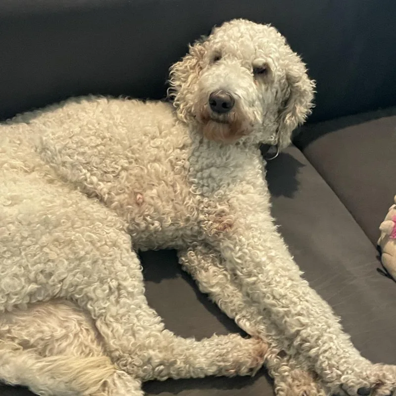 Nebula West thumbnail 5