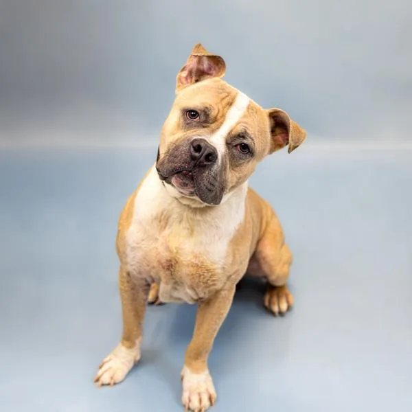 Pen  Hugo thumbnail 2