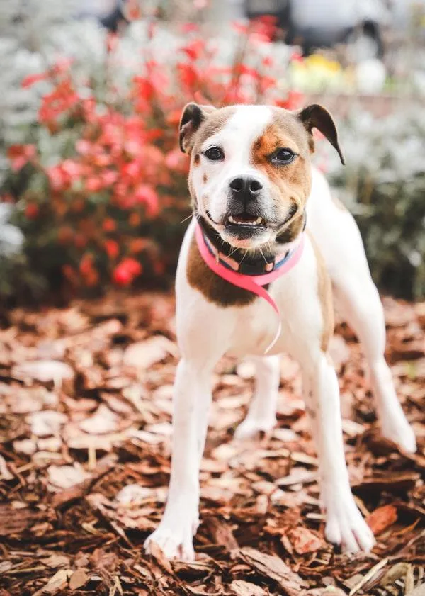 Pen  Penelope thumbnail 2