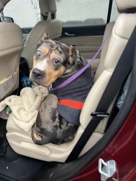 Mr. Boogie thumbnail 2