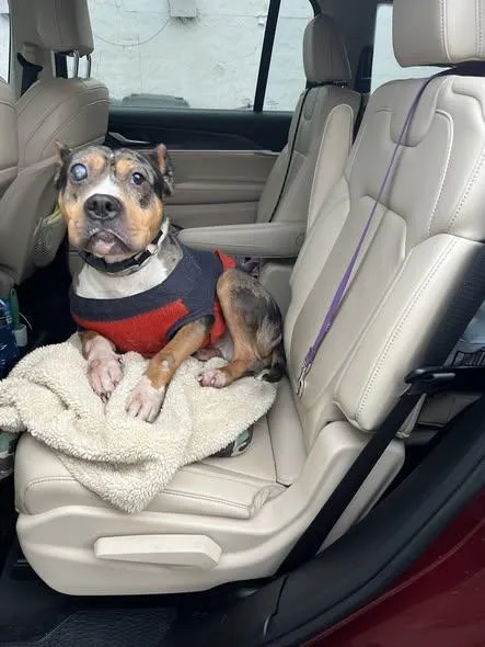 Mr. Boogie thumbnail 3