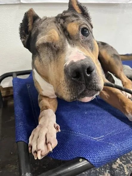 Mr. Boogie thumbnail 4