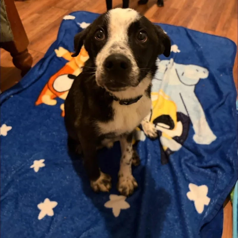 A young medium-sized male Bicolor Mixed Breed dog named Bluey for adoption in Sunbright, TN