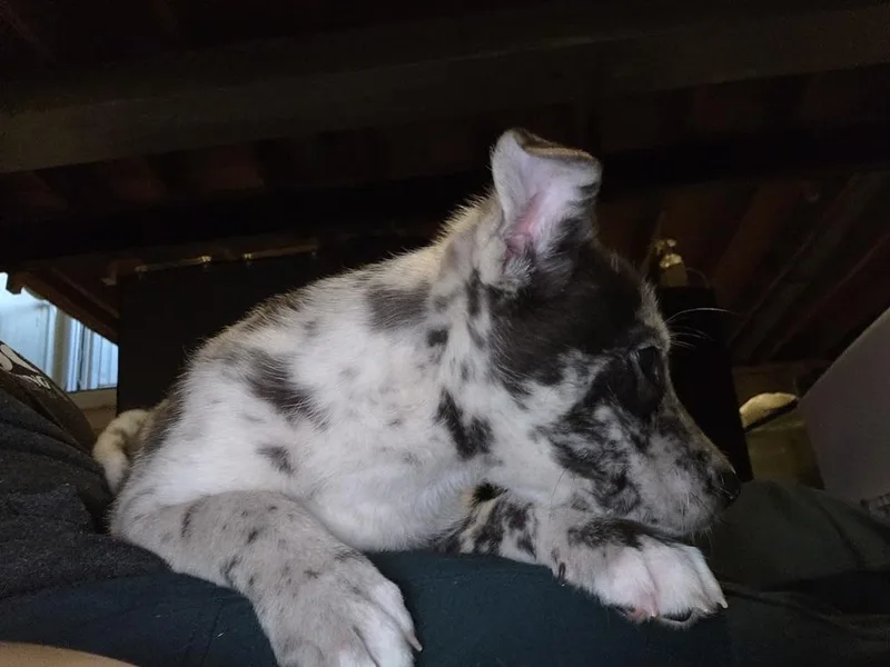 Miss Fiona thumbnail 3