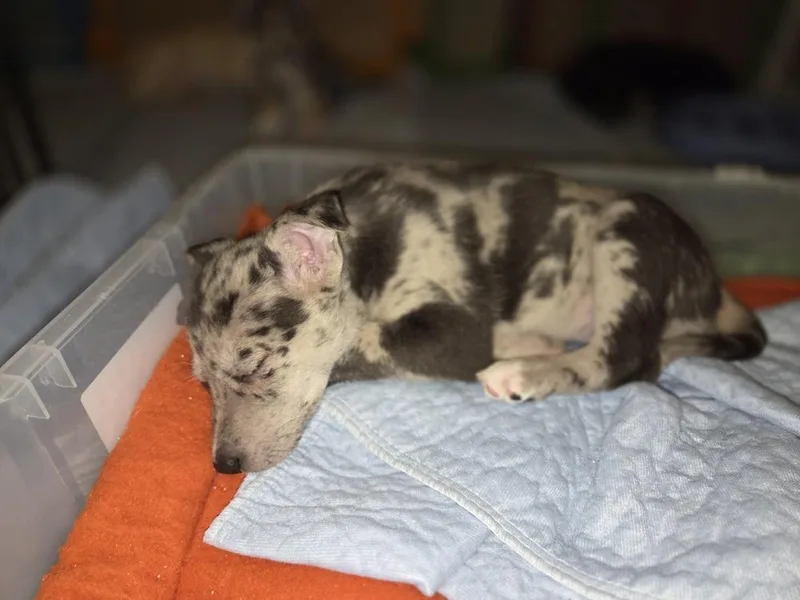 Miss Fiona thumbnail 6