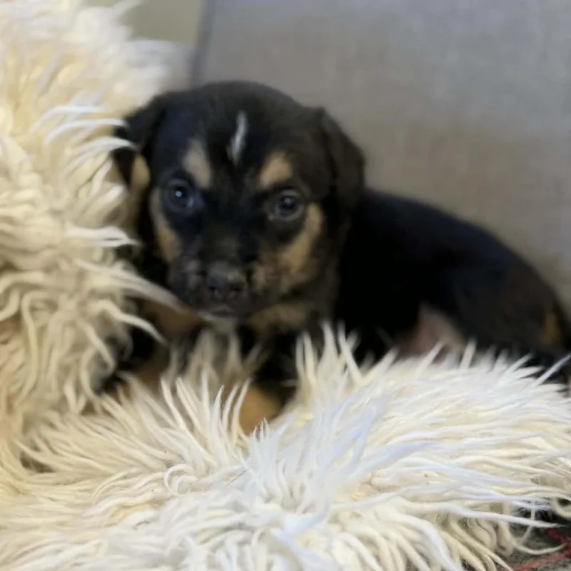 Hank Williams thumbnail 2