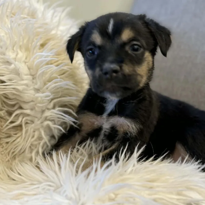 Hank Williams thumbnail 3