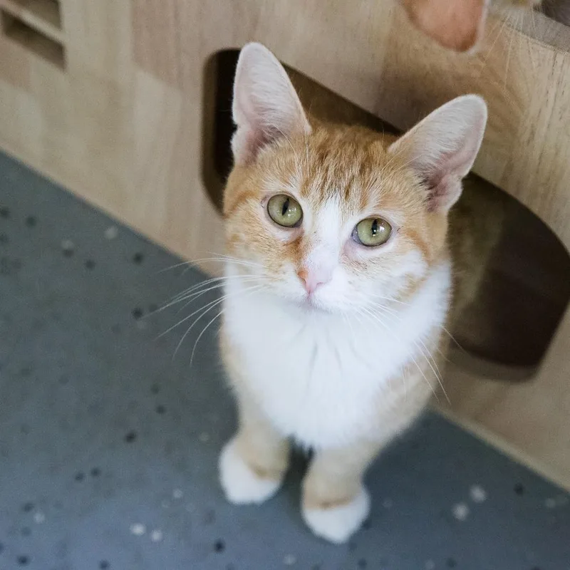 Transmission thumbnail 2