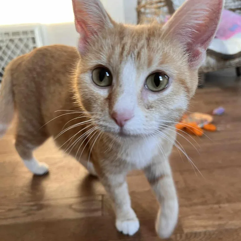 Transmission thumbnail 3