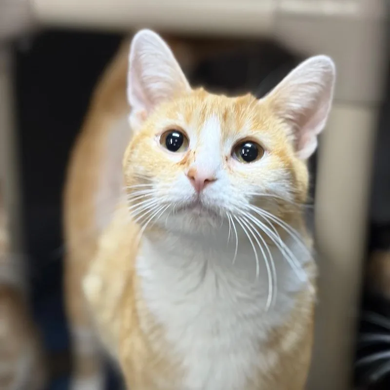 Transmission thumbnail 4