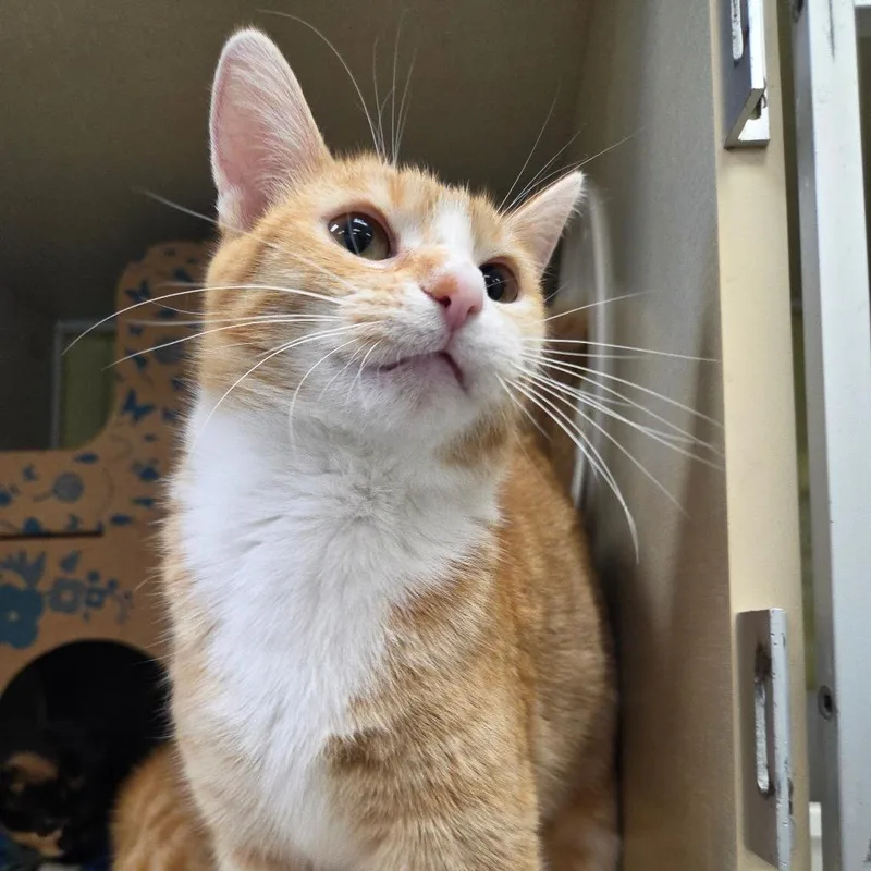 Transmission thumbnail 5