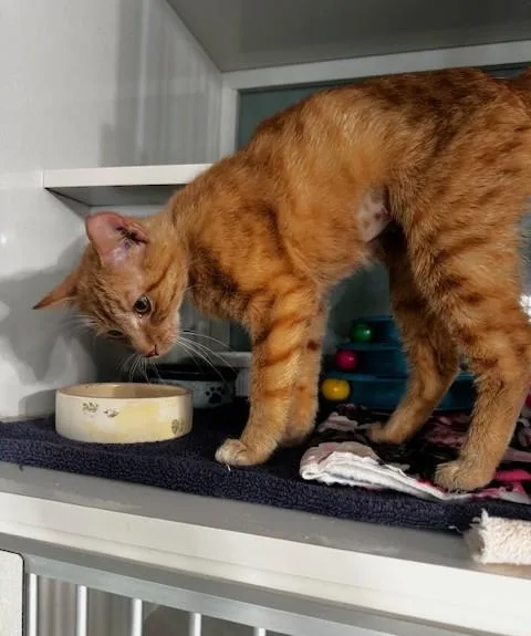 Valencia thumbnail 3