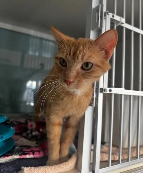 Valencia thumbnail 4