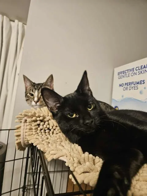 Scarlett thumbnail 2